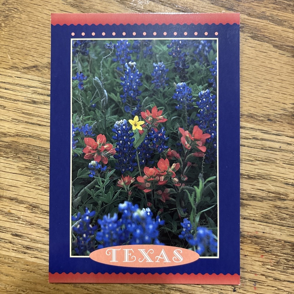 Texas State Flower The Bluebonnet Postcard Field of Flowers NEW